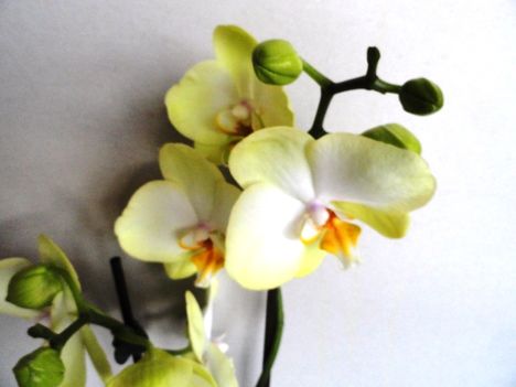 Phalaenopsis 3