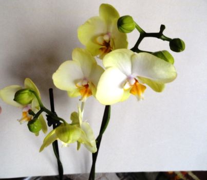 Phalaenopsis 5