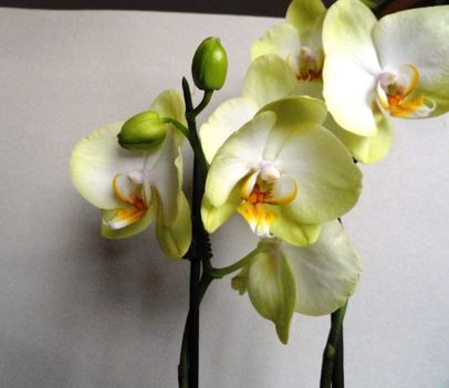 Phalaenopsis 6