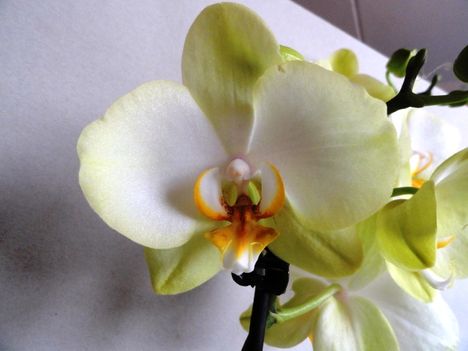 Phalaenopsis 7