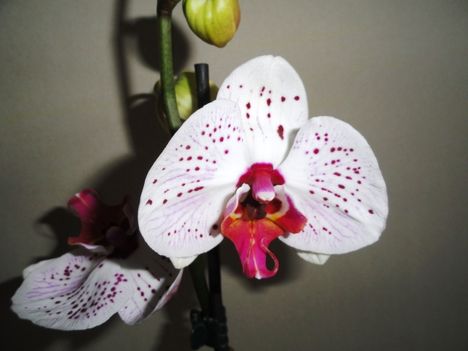 Phalaenopsis  008
