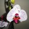 Phalaenopsis  008
