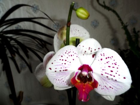 Phalaenopsis  009