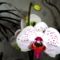 Phalaenopsis  009