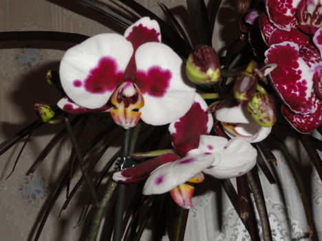 Phalaenopsis  010