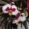Phalaenopsis  010