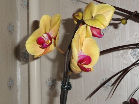 Phalaenopsis  014