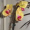 Phalaenopsis  014