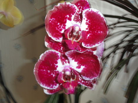 Phalaenopsis  016