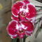 Phalaenopsis  016