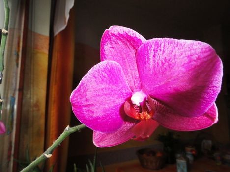 Phalaenopsis  017