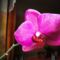 Phalaenopsis  017