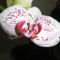 Phalaenopsis  019