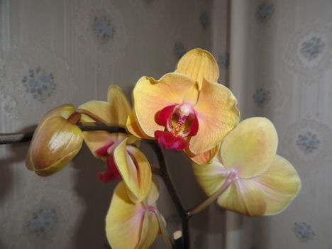 Phalaenopsis  020