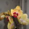 Phalaenopsis  020