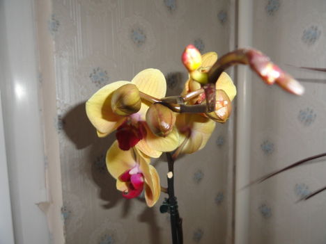Phalaenopsis  021