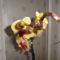 Phalaenopsis  021