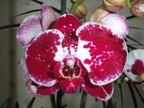 Phalaenopsis  022
