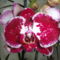 Phalaenopsis  022