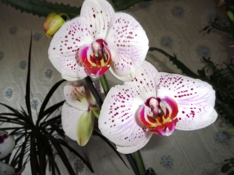 Phalaenopsis  024
