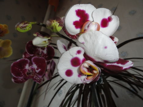 Phalaenopsis  029