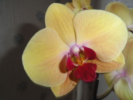 Phalaenopsis  030