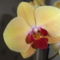 Phalaenopsis  030