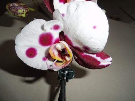 Phalaenopsis   011