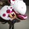 Phalaenopsis   011
