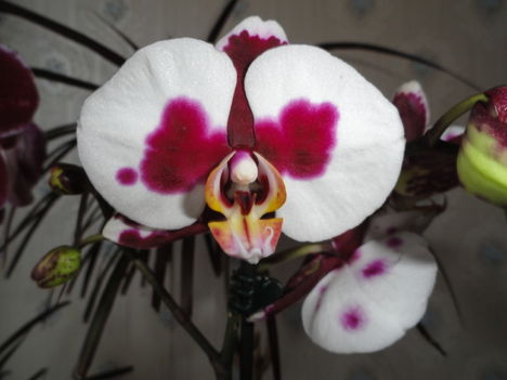 Phalaenopsis   012