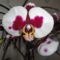 Phalaenopsis   012