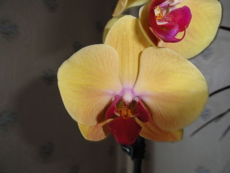 Phalaenopsis   013