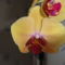 Phalaenopsis   013