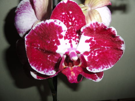 Phalaenopsis   018