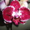 Phalaenopsis   018