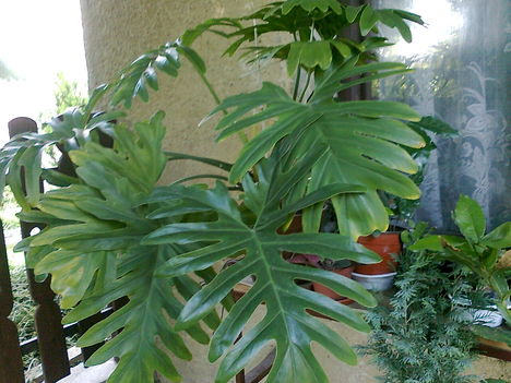 philodendron bipinnatifidum  (selloum)