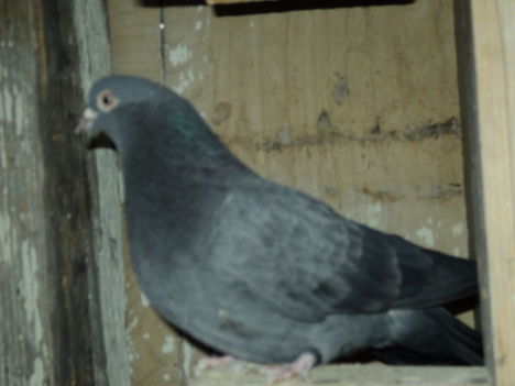DSC01277