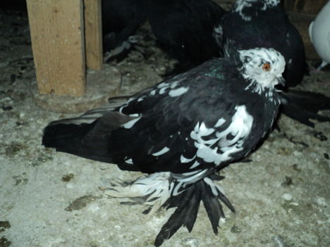 DSC01379