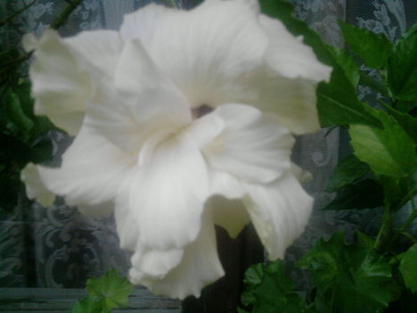 Fehér hibiszkusz
