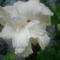 Fehér hibiszkusz