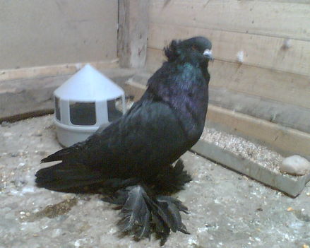 Image006