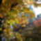 Őszülő park...1.