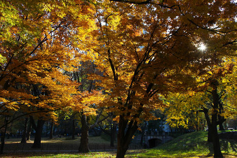 Őszülő park...6.