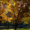 Őszülő park...6.