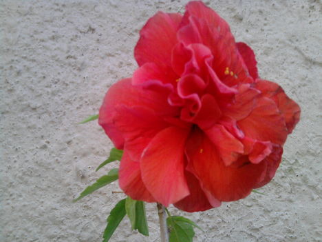piros hibiszkusz