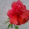 piros hibiszkusz