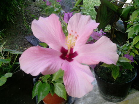 rózsaszin hibiszkusz