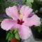 rózsaszin hibiszkusz