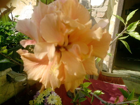 sárga hibiszkusz