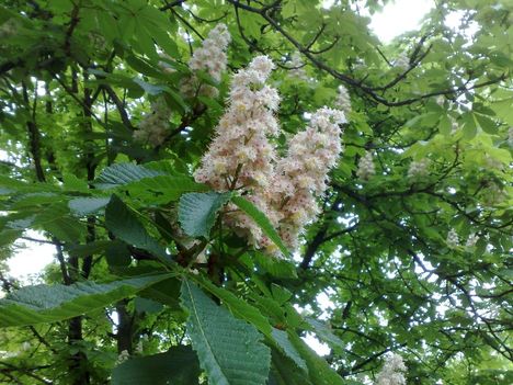Aesculus hippocastanum